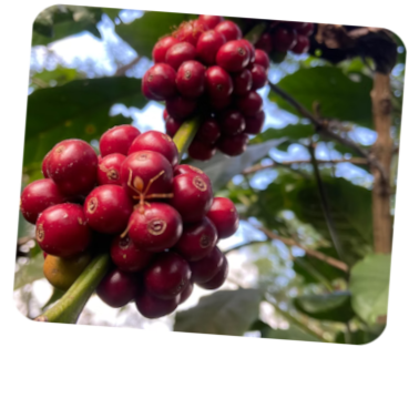 Slide 2 Image 1